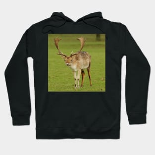 fallow deer stag Hoodie